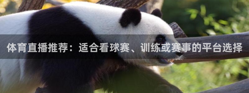 24直播足球直播：体育直播推荐：适合看球赛、训练或赛事的平台选择